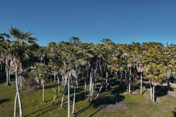 Esteros del Ibera - PALMERAS 1